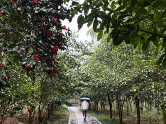 -东明山森林公园