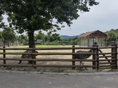 -苏州太湖西山岛开心农场