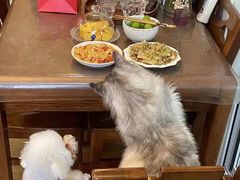 -欣宠猫屋·矮脚拿破仑·蓝金金渐层