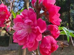 -桃花涧