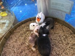 -思诺卡儿童俱乐部(东方广场店)