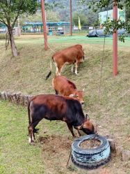 -阿菠萝小猪农场·萌宠乐园·亲子游·研学