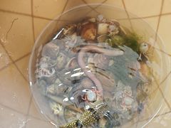 -红树林天天赶海