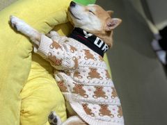 -逗柴咖啡屋·狗咖猫咖宠物桌游