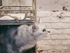 -猫咪博物馆(顶澳仔猫街店)