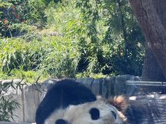 -圣地亚哥动物园