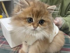 -喵zoo家庭繁育猫舍(尖东智能花园店)