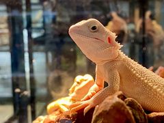 -酷以爬仙阁实体爬宠店·守宫·蜥蜴·专业繁育