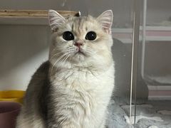 -Bastet sally猫舍购宠(静安店)