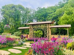 -上海共青森林公园