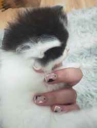 -柚子•猫美睫美甲