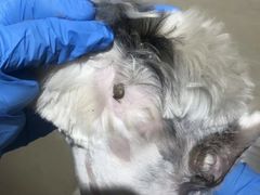 -北京观赏动物医院·24小时大型综合·猫专科·异宠专科