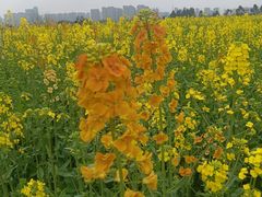 -三圣花乡旅游区