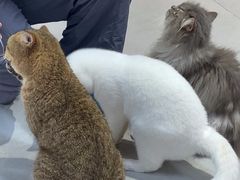 -Heymao猫咖.咖啡厅(东门店)