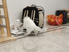 -老吴的猫·猫舍(新区店)