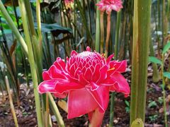 -中国科学院西双版纳热带植物园