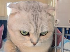 -pd派德宠物中心医院24H急重症·眼科中心·血液透析中心(嵩山北路店)