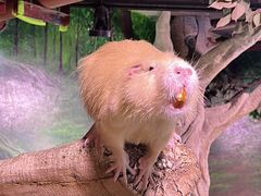 -正佳雨林生态植物园