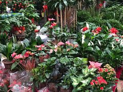 -秦美花卉(天朗·莱茵小城2期店)