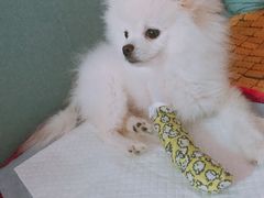 -伟伟宠物医院·CT影像中心·瑞派犬猫综合性门诊(汉口总院)