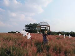 -大塘金香草谷
