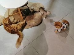 -Heymao猫咖.咖啡厅(东门店)