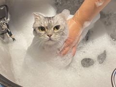 -PETKIT小佩宠物·低压洗护(国顺东路店)