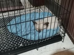 -宠颐生·恒爱宠物医院(静海店)