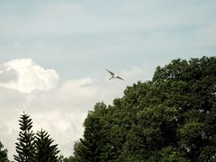 -福建鲤鱼洲酒店