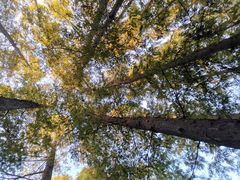 -上海共青森林公园