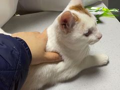 -申普宠物医院·心脏介入·心血管微创(总院)