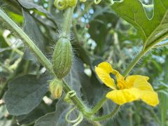 -庞各庄西瓜蔬菜采摘园·锦华瓜园