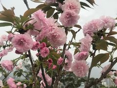 -金鸡山公园