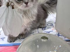 -momokira米努特·德文卷毛猫·棉花面纱犬