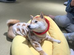 -逗柴咖啡屋·狗咖猫咖宠物桌游