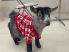 -怪兽屋·羊驼·猫咖·狗咖(俊华广场店)