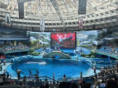 -海合安成都极地海洋公园