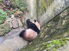-都江堰中华大熊猫苑
