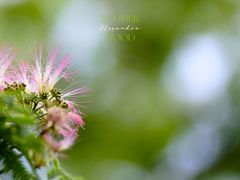 -上海植物园·停车场