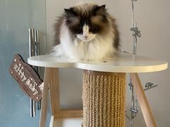 -琪喵猫屋·撸猫猫咖·猫舍
