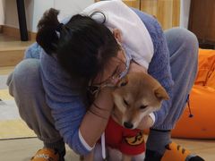 -南京Hallo宠物乐园·哈罗犬舍·柴犬繁育基地