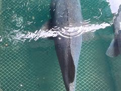 -蓝湾碧波·老字号·疍家非遗海上餐厅