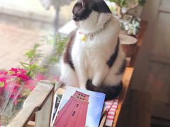 -海边的猫和咖啡馆