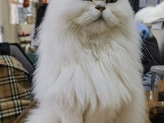 -猫小院猫主题餐厅(南锣旗舰店)