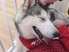 -Husky Go! 哈士奇体验馆·宠物咖啡厅狗咖