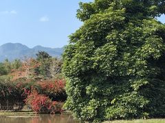 -中国科学院西双版纳热带植物园