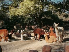 -上海野生动物园