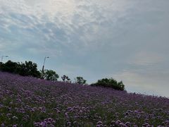 -西京湾花海