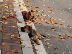 -万博宠物医院·手术·诊疗(未央凤城五路店)