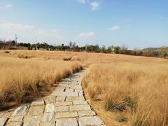 -羊亭河湿地公园